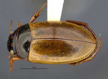 Media type: image;   Entomology 23968 Aspect: habitus dorsal view